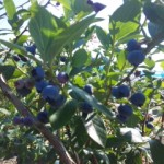 DVC00006 120731_150815