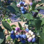 DVC00008 120731_151002