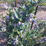 DVC00009 120731_151016