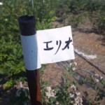 DVC00010 120731_151025