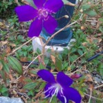 DVC00063 121011_094041